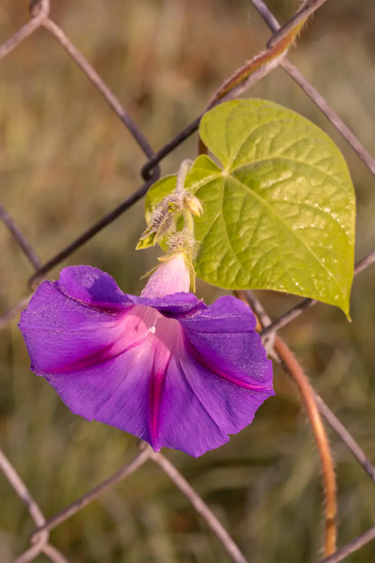 Purpur-Prunkwinde (Ipomoea purpurea) [1]